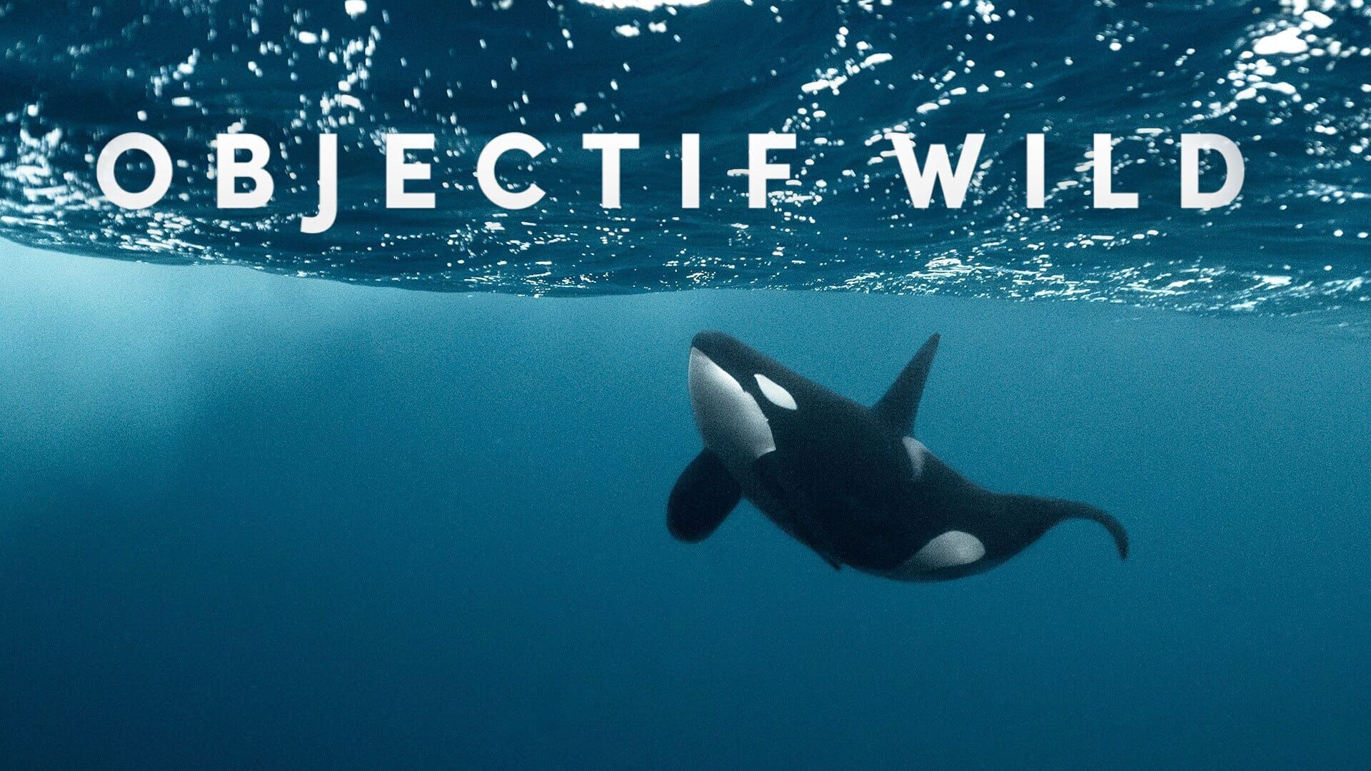 Face à face avec les orques