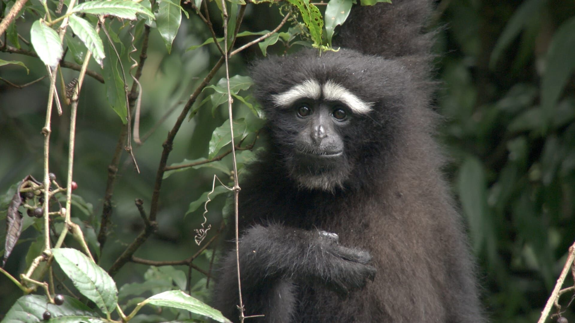 An Ape with an App