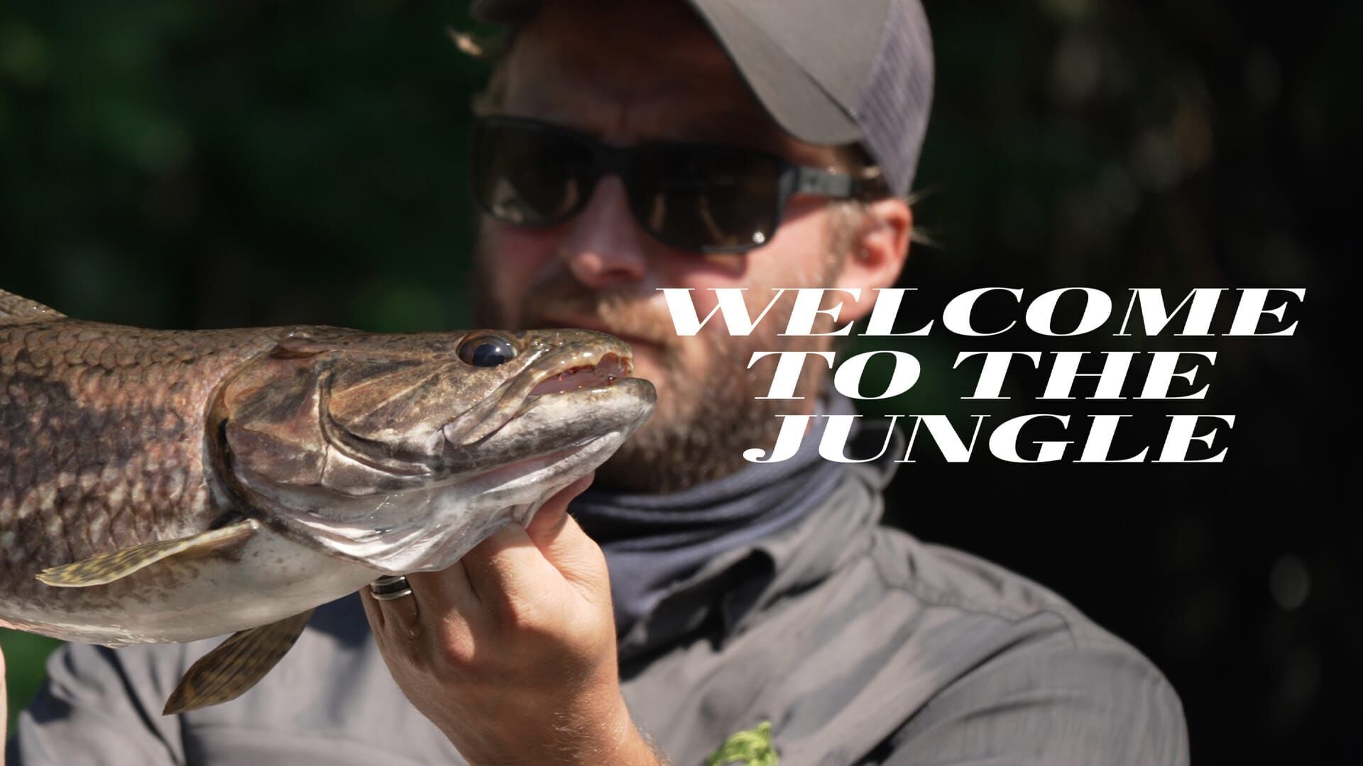 Welcome to the Jungle