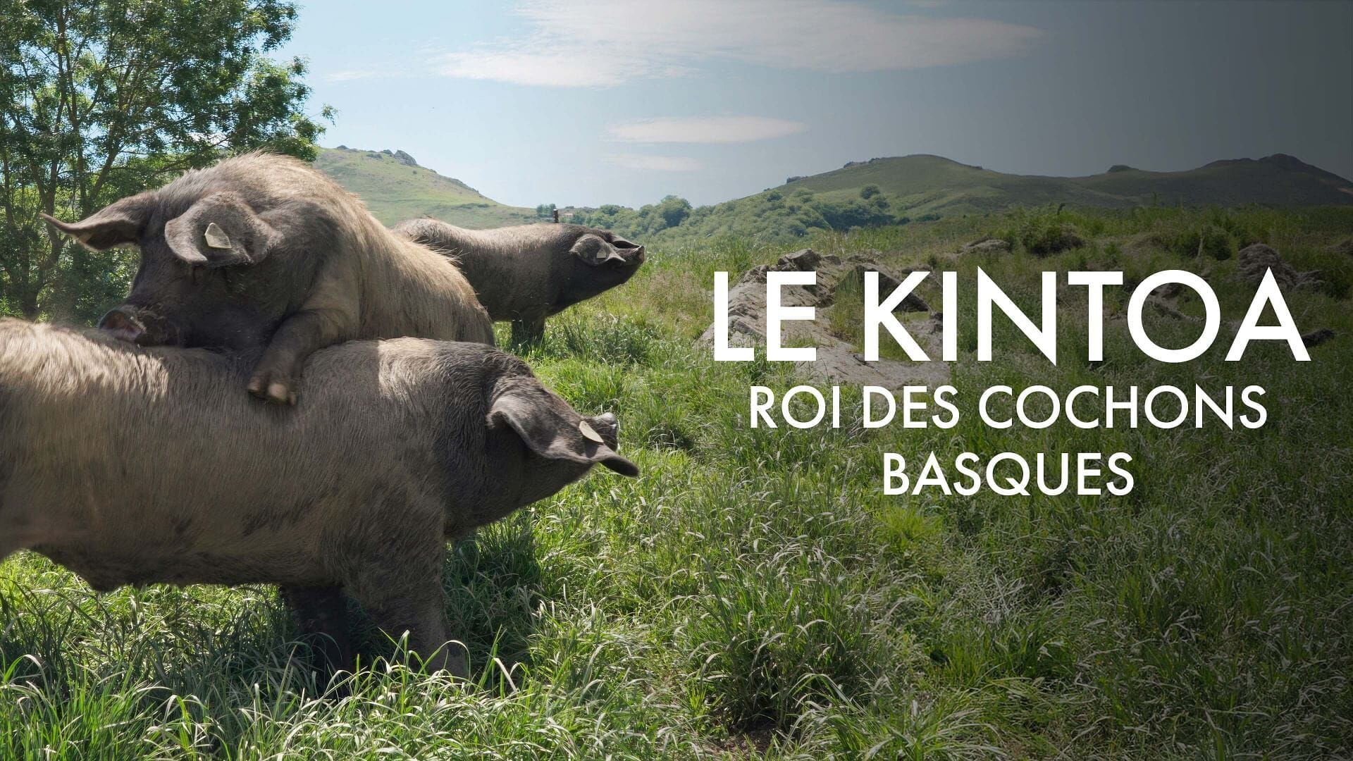 Le Kintoa, roi des cochons basques
