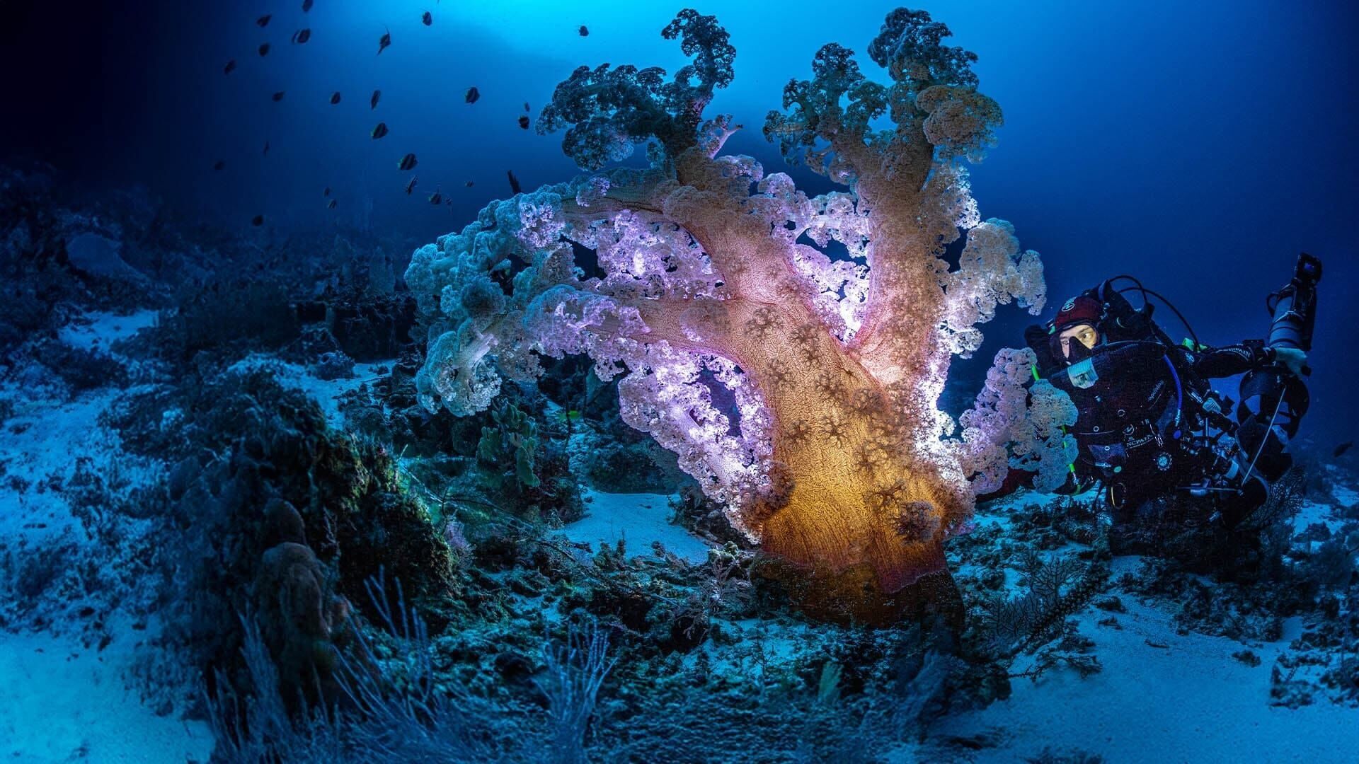 J'ai suivi l'explorateur Laurent Ballesta, photographe sous-marin, pour sa mission au bout du monde
