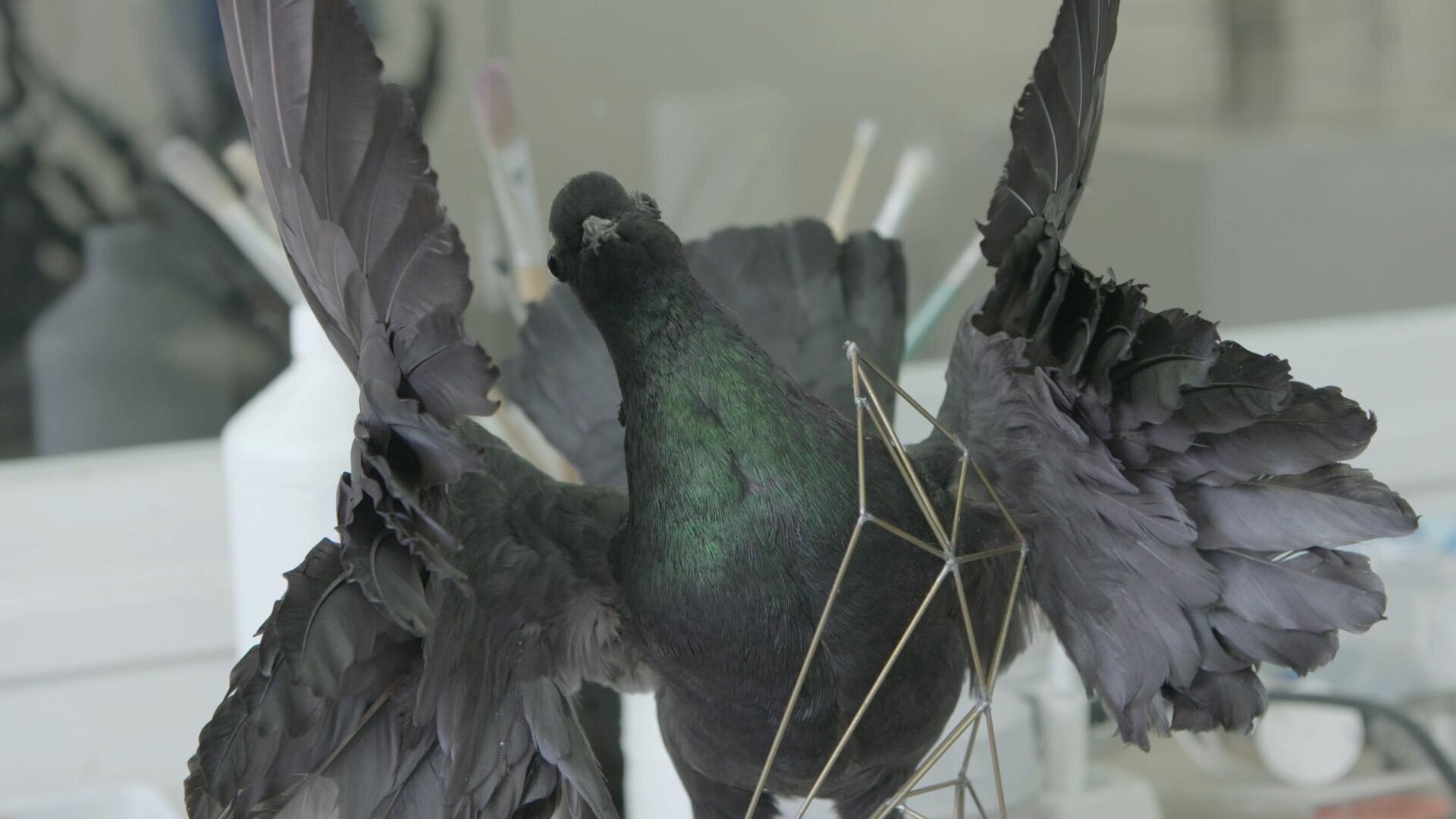 La taxidermie à l'œuvre