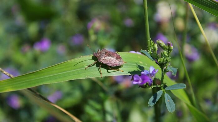 Nuisibles de l'été, la guerre est déclarée