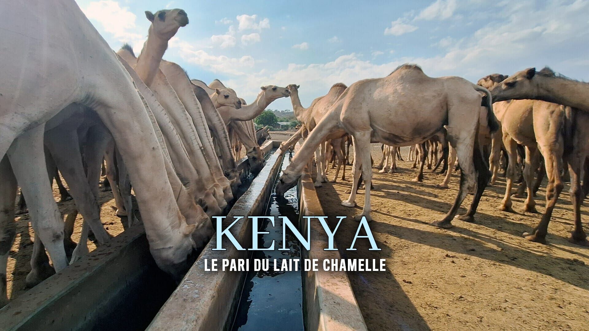 Kenya, le pari du lait de chamelle