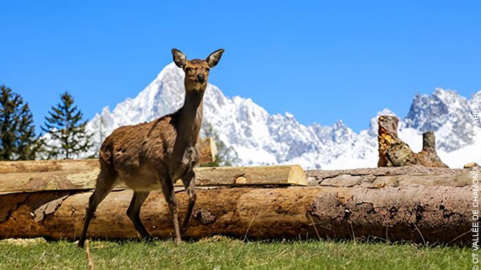 Les animaux de la vallée de Chamonix