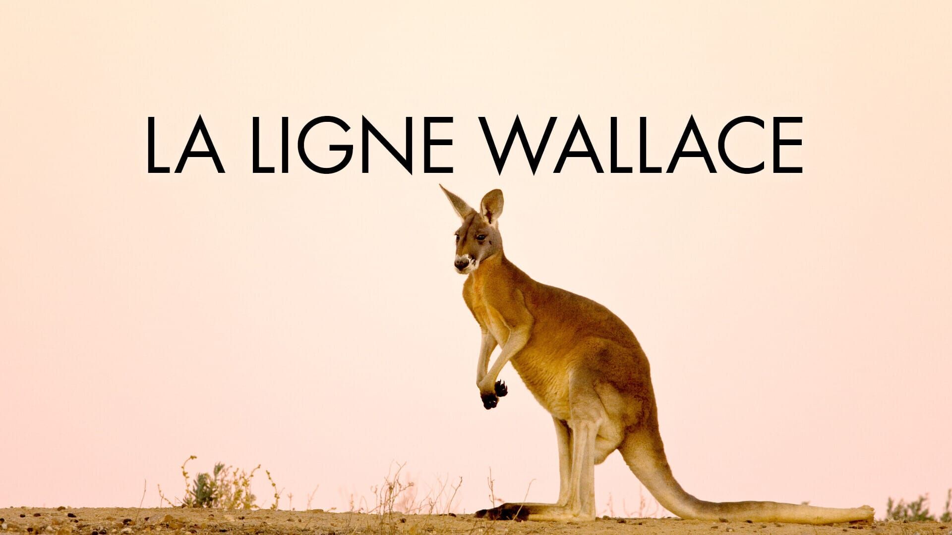 Une frontière entre l'Asie et l'Australie