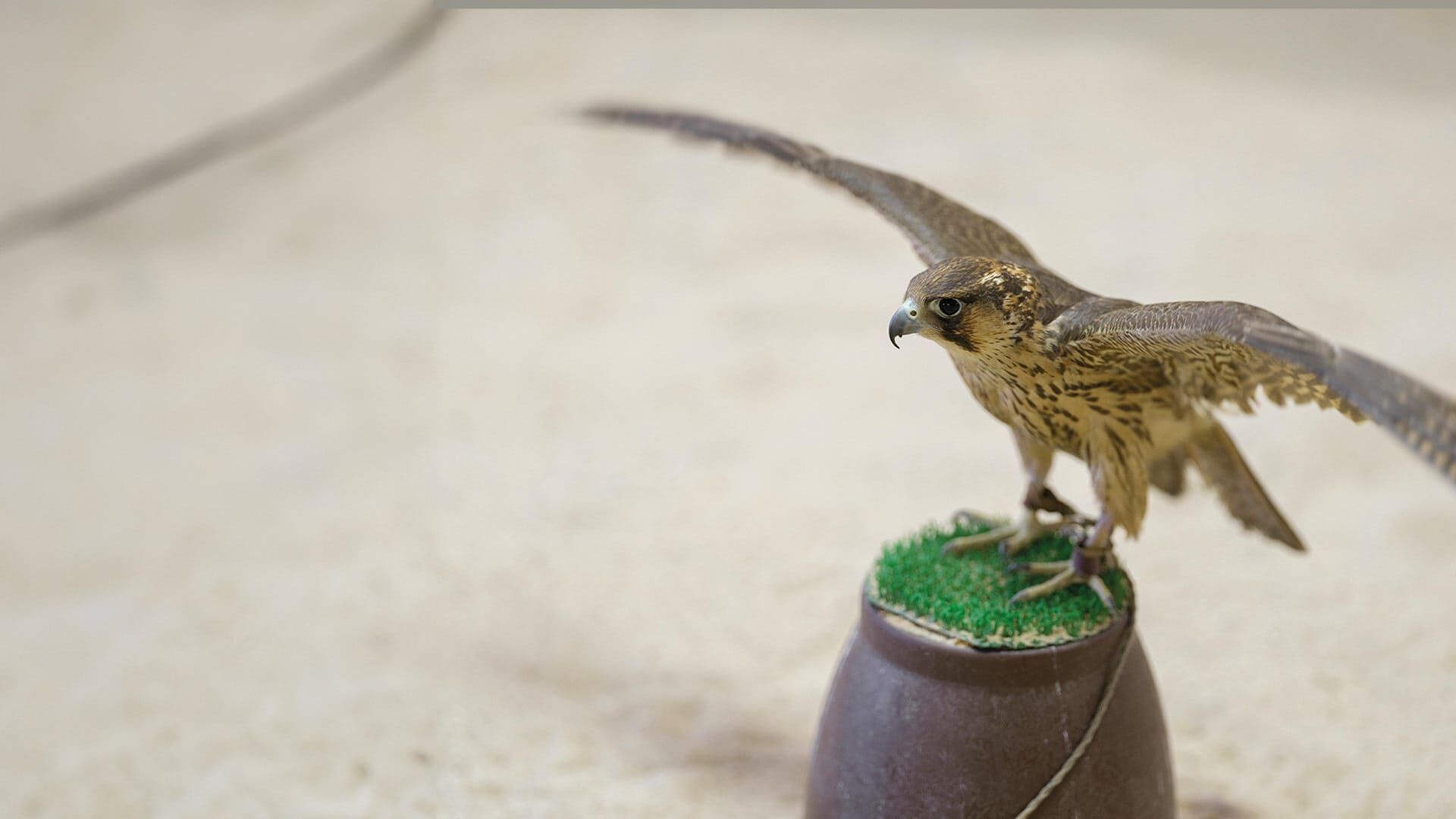 Puy du Fou : animaux et dresseurs relèvent le défi
