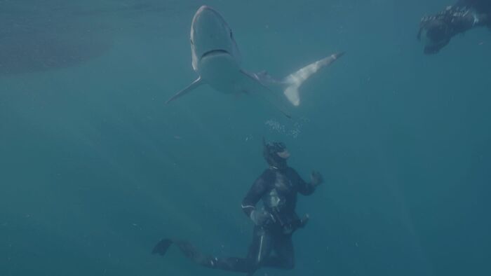 Les requins