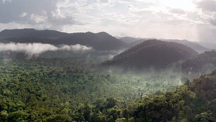 Sur la piste du jaguar au Guyana