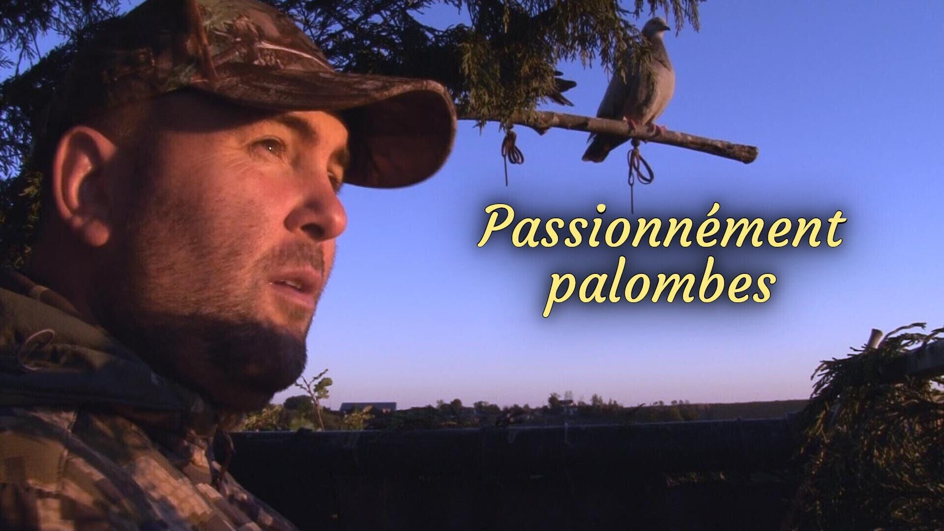 Passionnément palombes