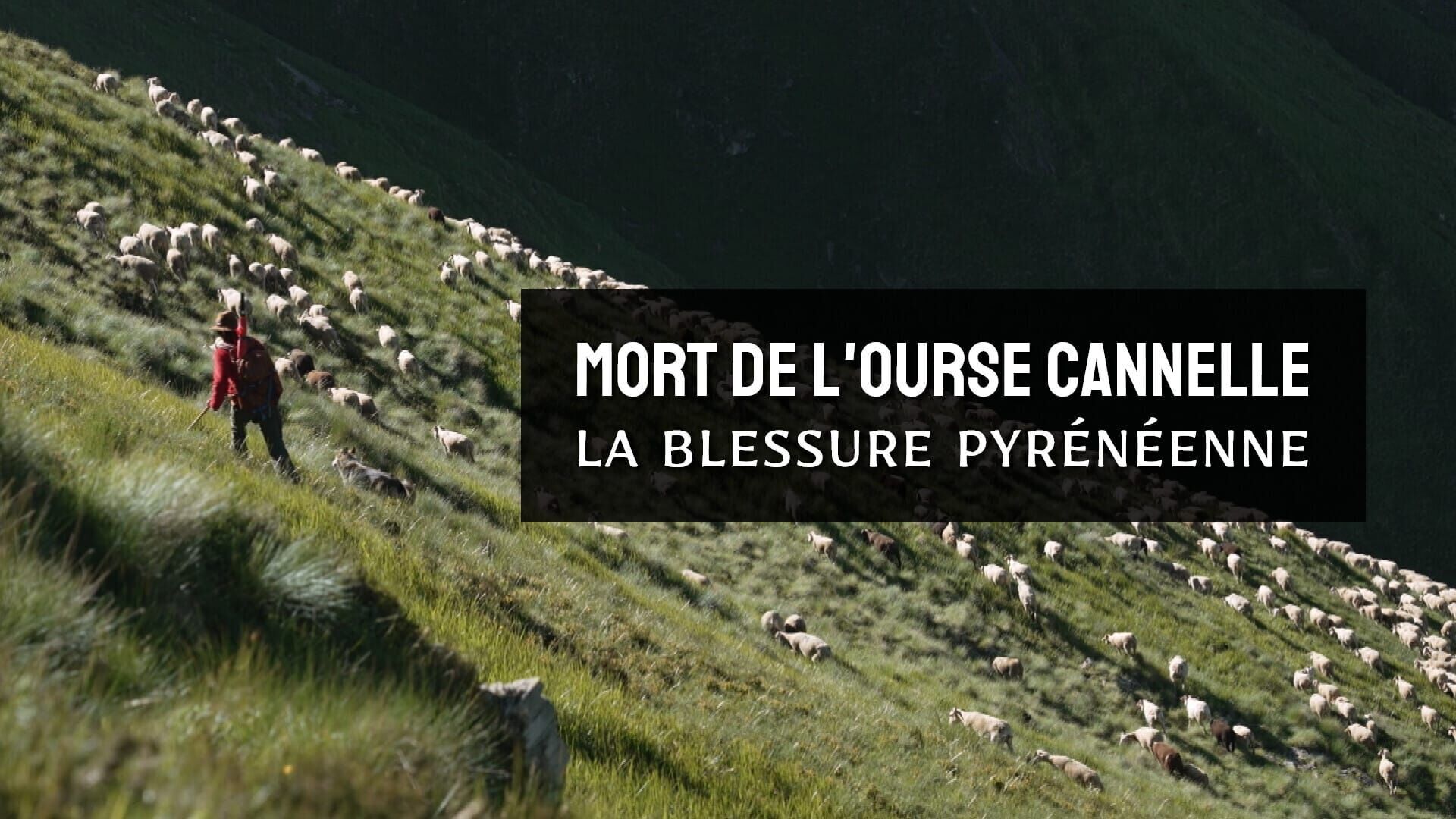 Mort de l'ourse Cannelle, la blessure pyrénéenne