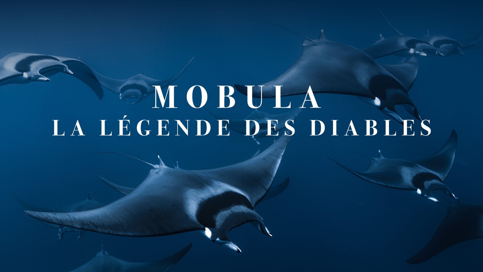 Mobula, la légende des diables