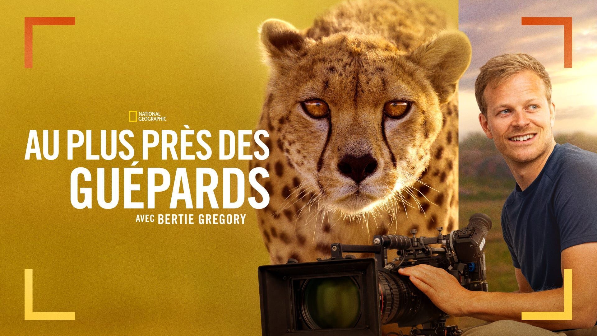 Au plus près des guépards avec Bertie Gregory