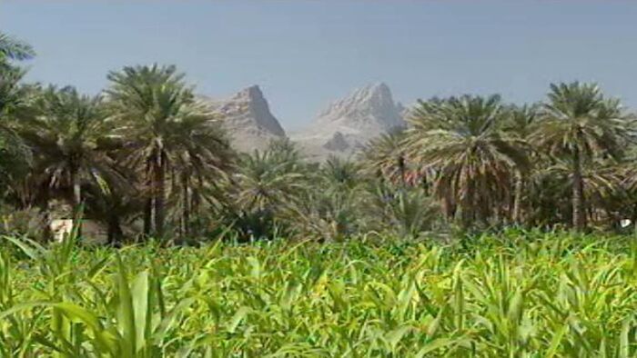 Oman la précieuse
