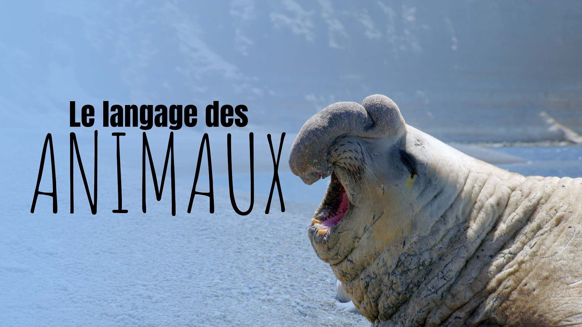 Des voix qui portent