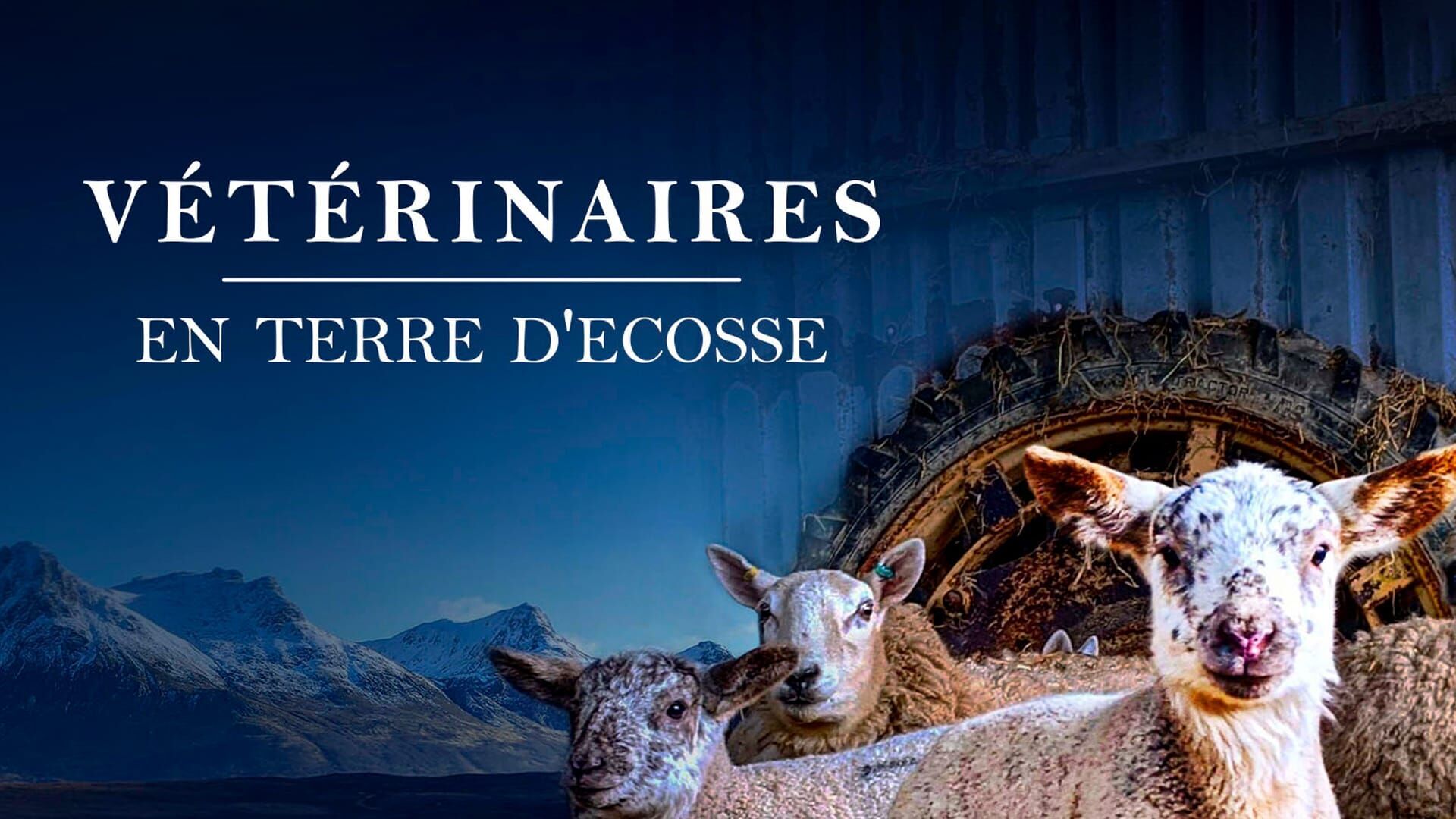 Vétérinaires en terre d'Ecosse