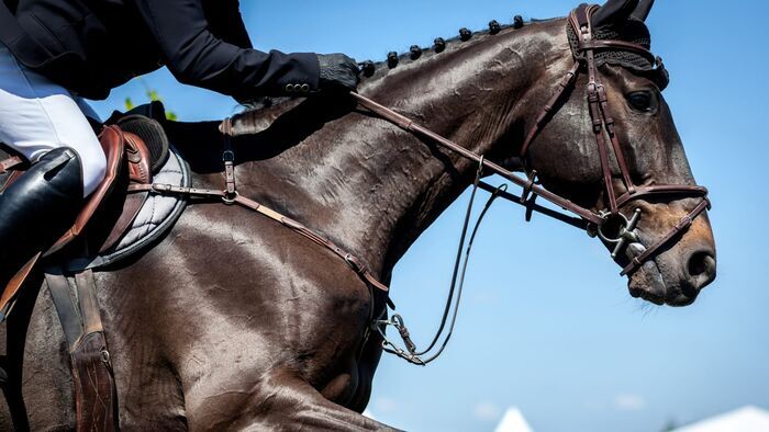 Equestrian - FEI European Championships