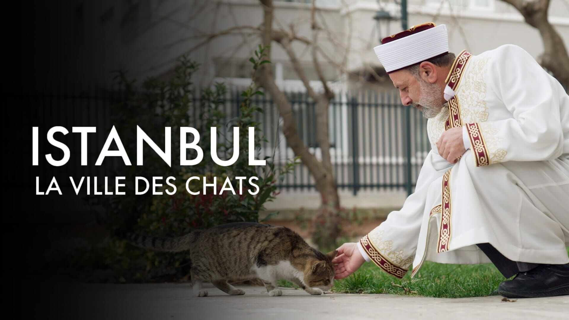 Istanbul, la ville des chats
