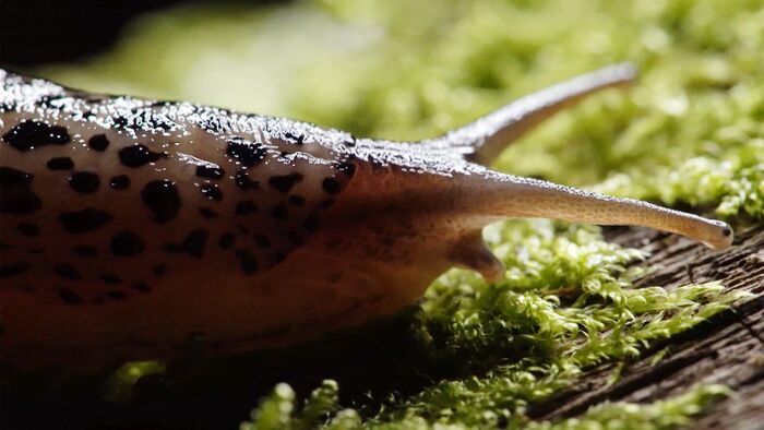 Animalis
