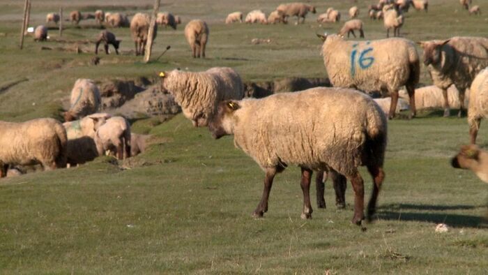 Les saveurs de l'agneau
