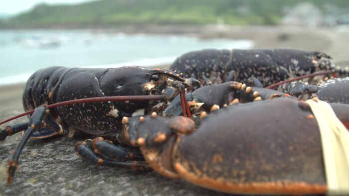 Homard bleu et navet violet du Cotentin