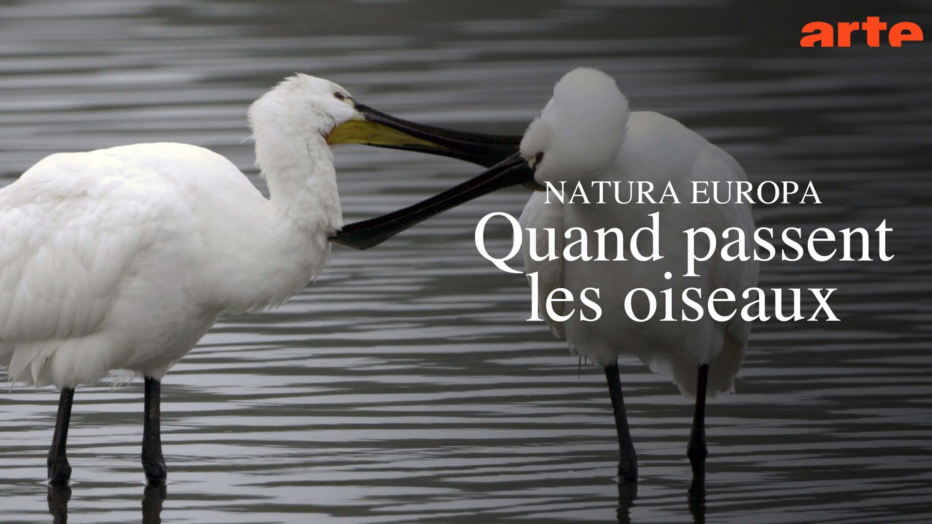 Quand passent les oiseaux