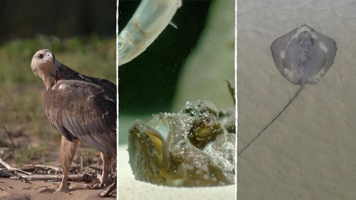 Les créatures des zones côtières