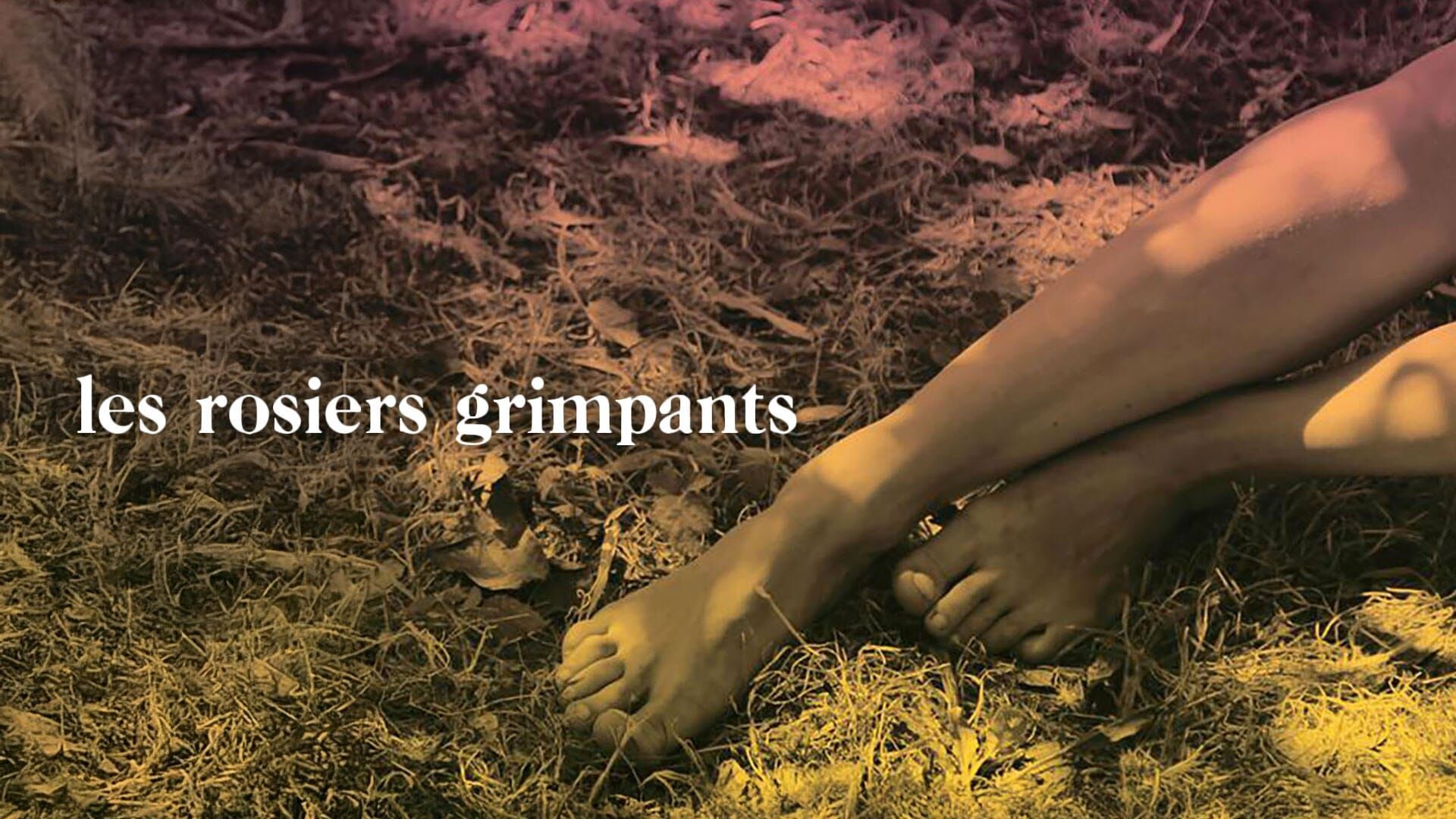 Les rosiers grimpants