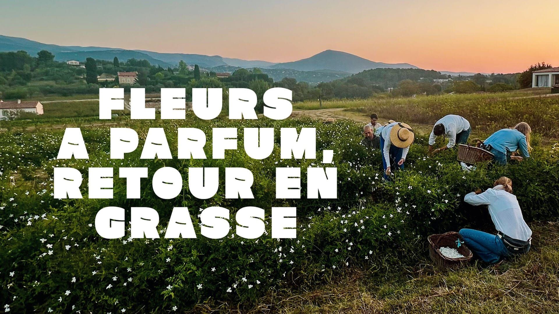 Fleurs à parfum, retour en Grasse