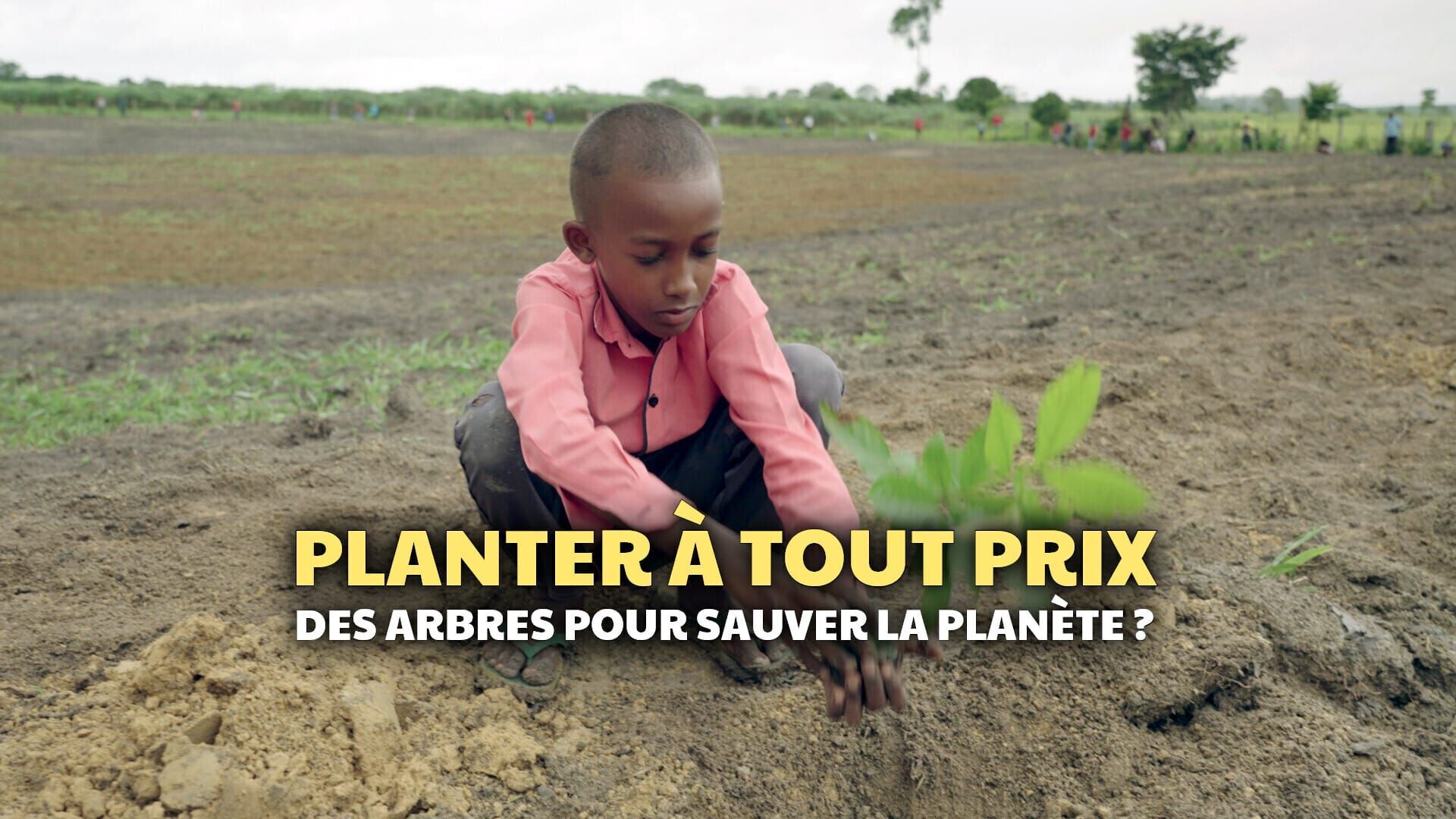 Planter à tout prix : Des arbres pour sauver la planète ?