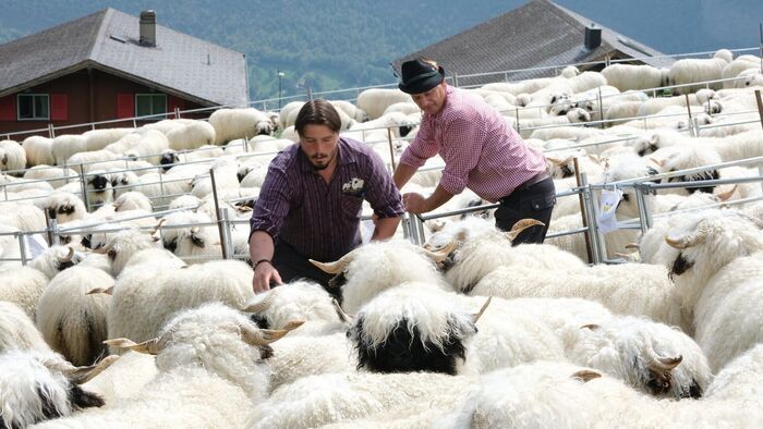 Moutons blancs, nez noirs : les chouchous du Valais