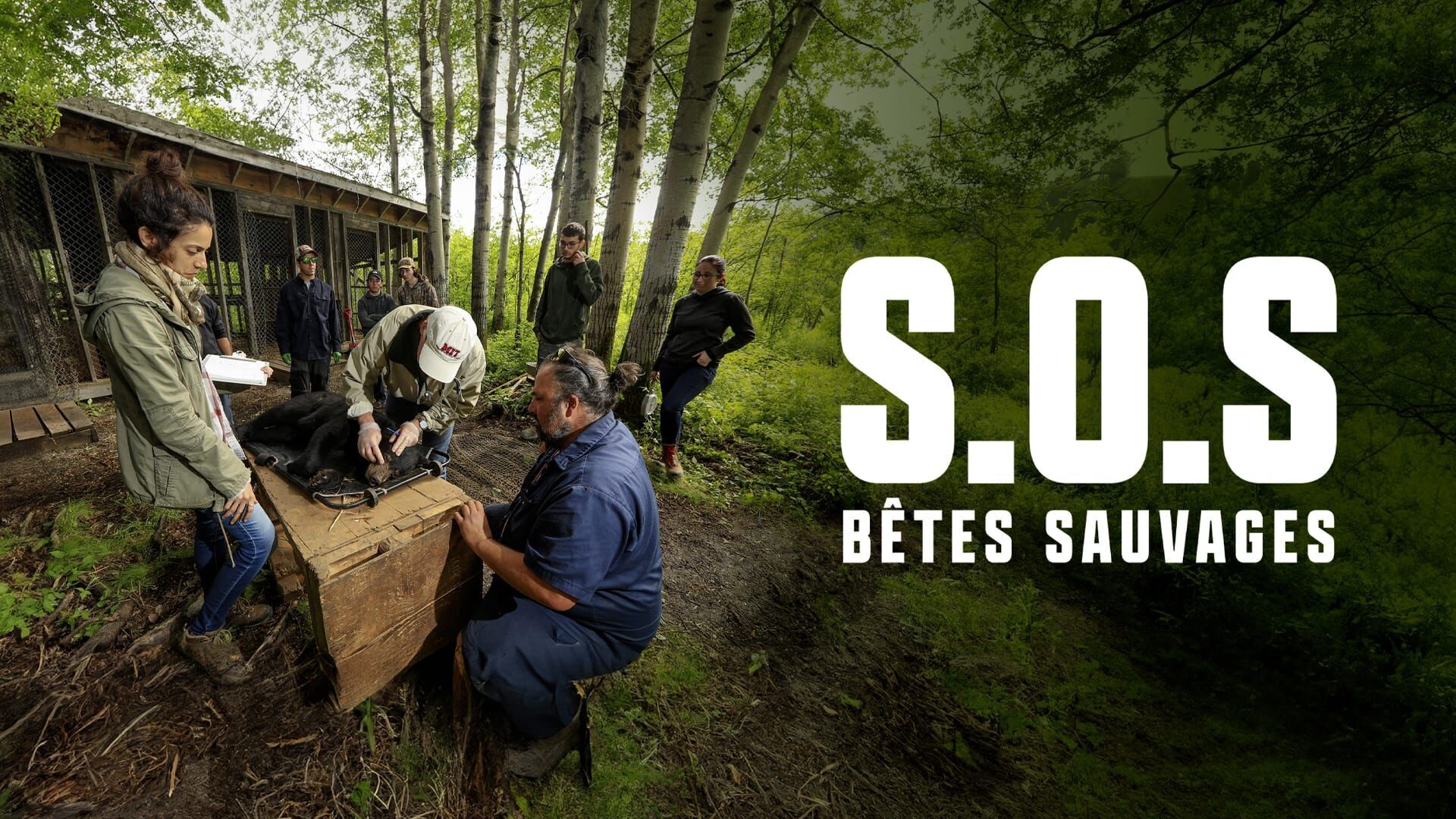S.O.S. bêtes sauvages