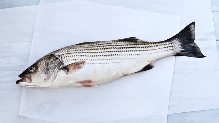 Rhode Island Striped Bass