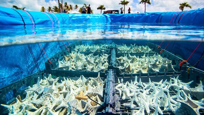 Engagés pour le corail des Caraïbes