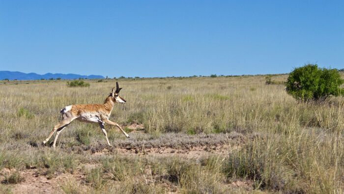 L'Antilope d'Amérique au Nouveau-Mexique