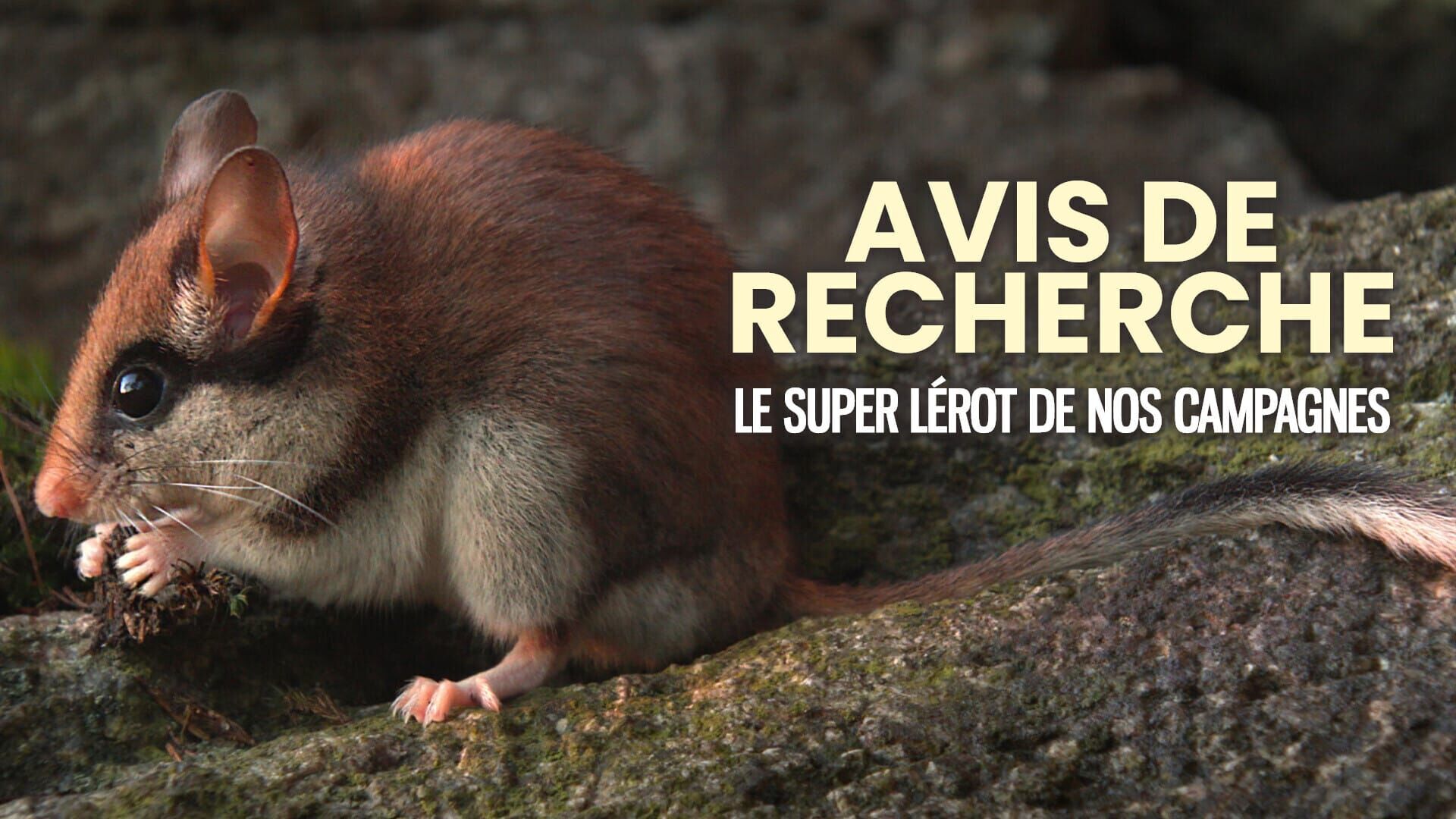 Avis de recherche : le super lérot de nos campagnes