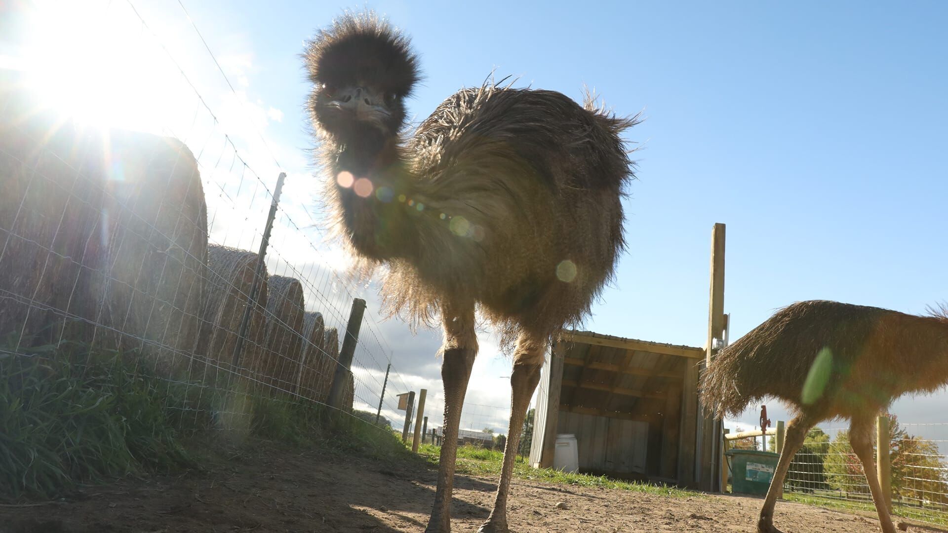 Un troupeau de nouveautés