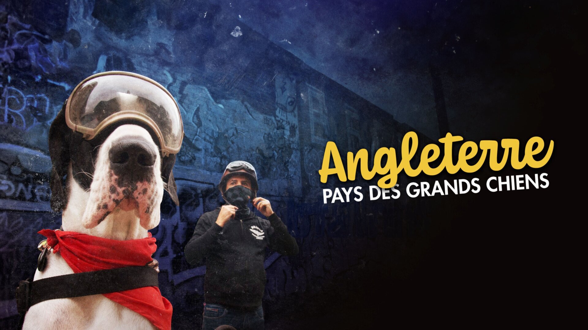 Angleterre, pays des grands chiens