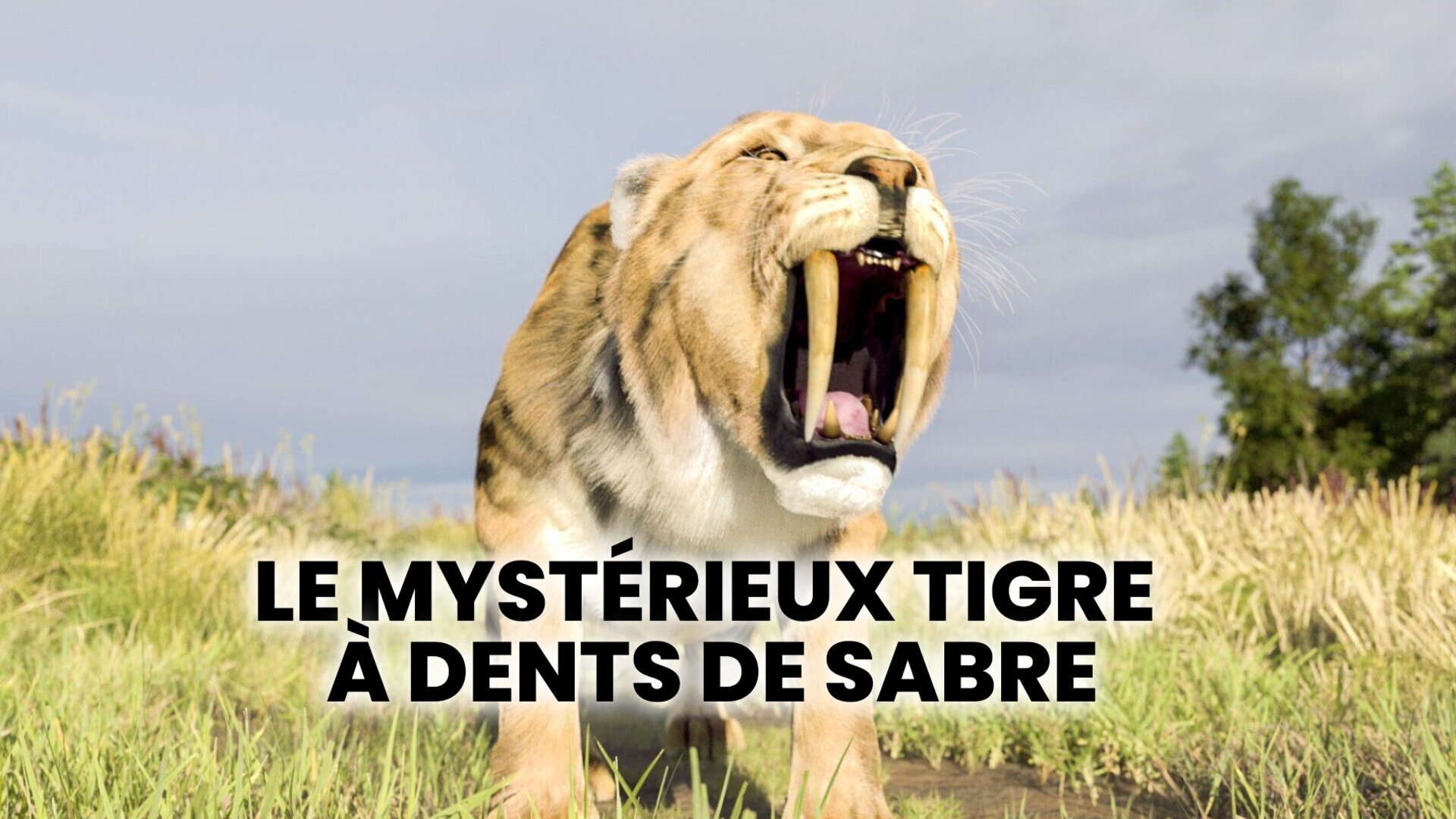 Le mystérieux tigre à dents de sabre
