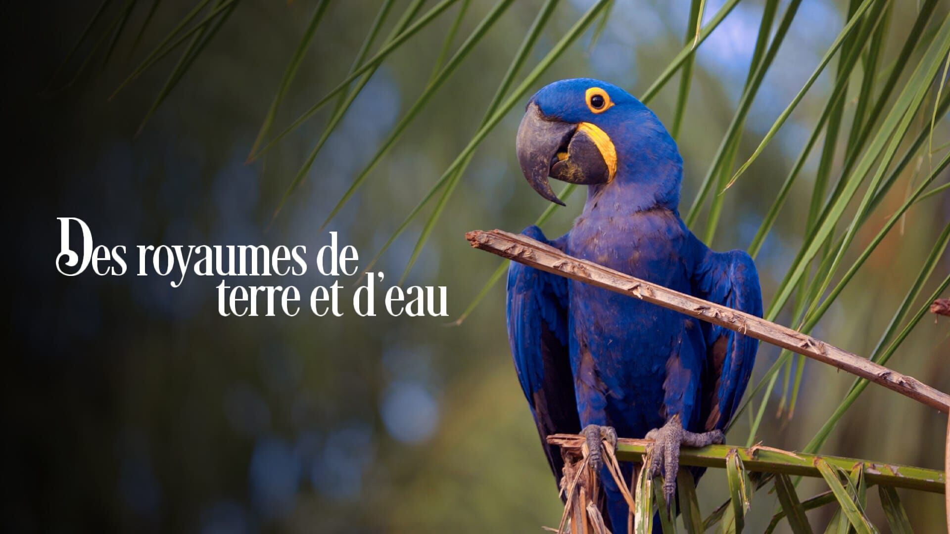 Le Pantanal brésilien