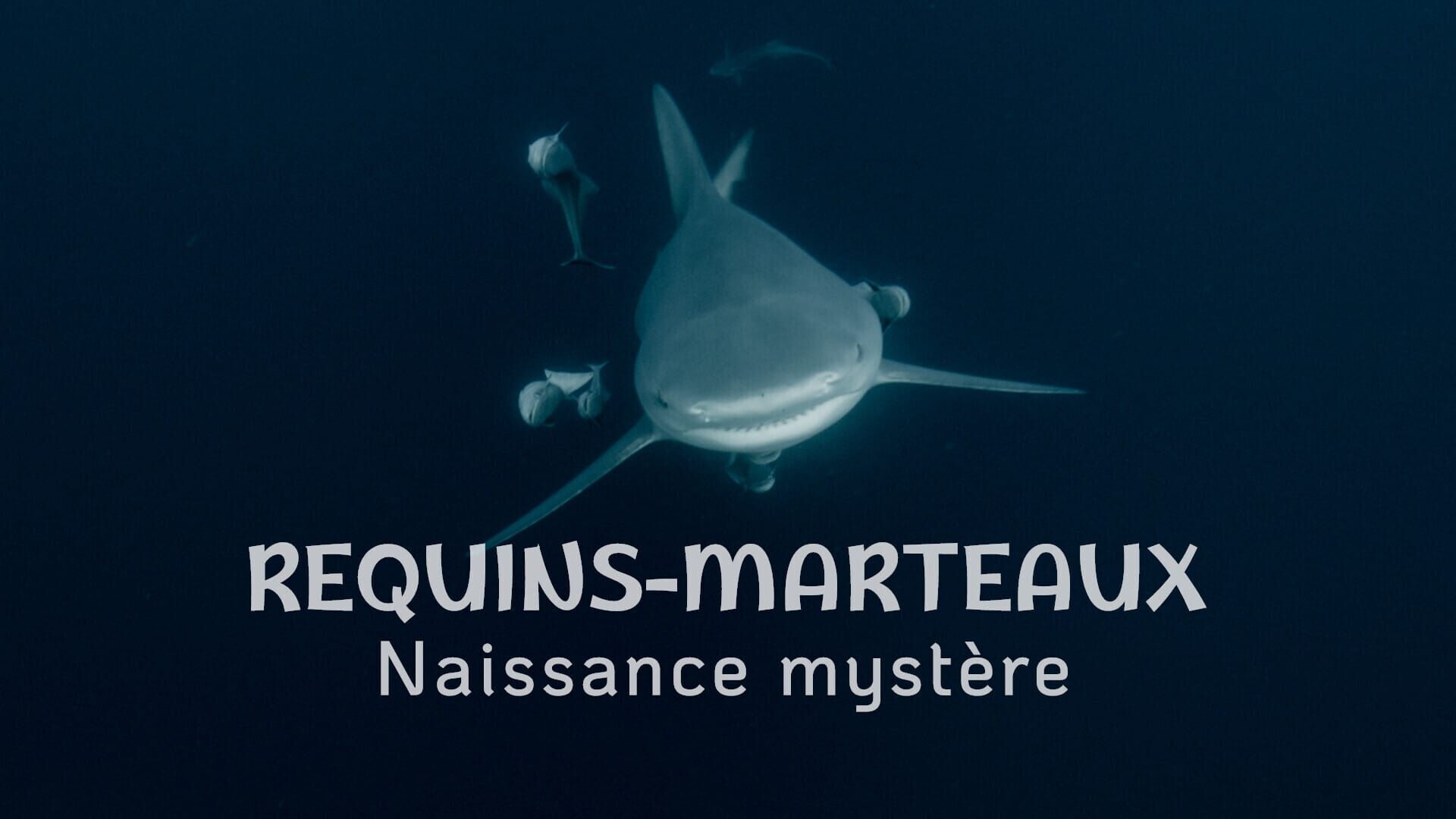 Requins-marteaux : naissance mystère