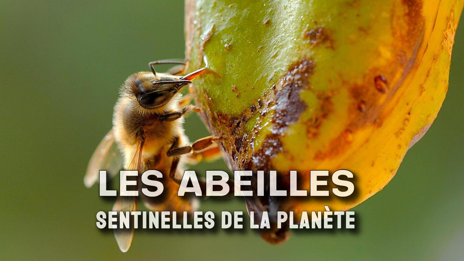 Les abeilles, sentinelles de la planète