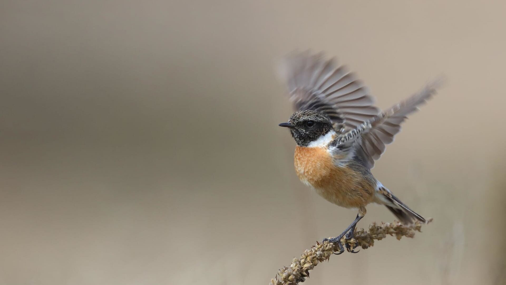 La planète des oiseaux