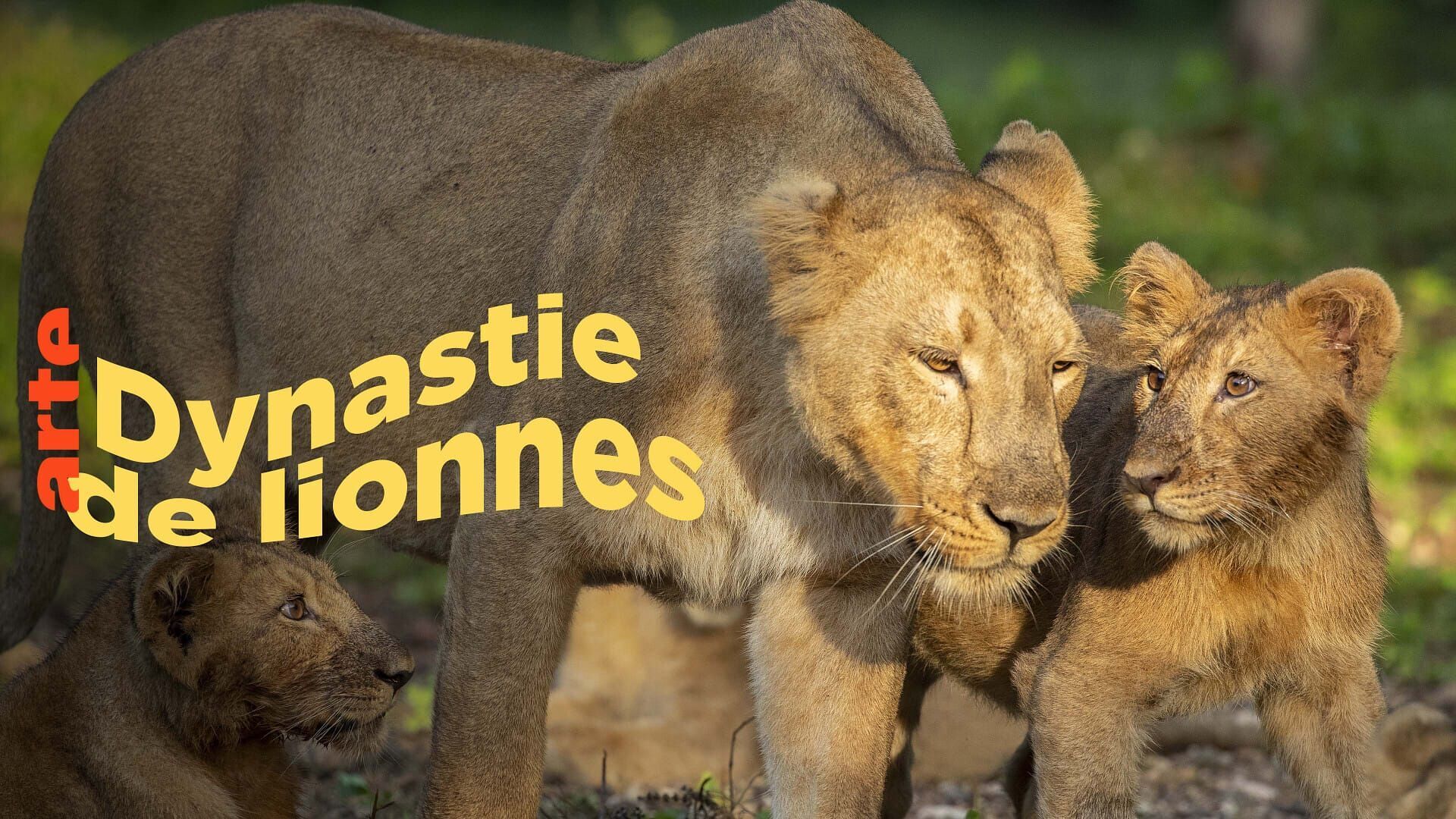 Dynastie de lionnes : Les héritiers face au destin