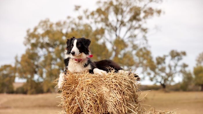 Muster Dogs
