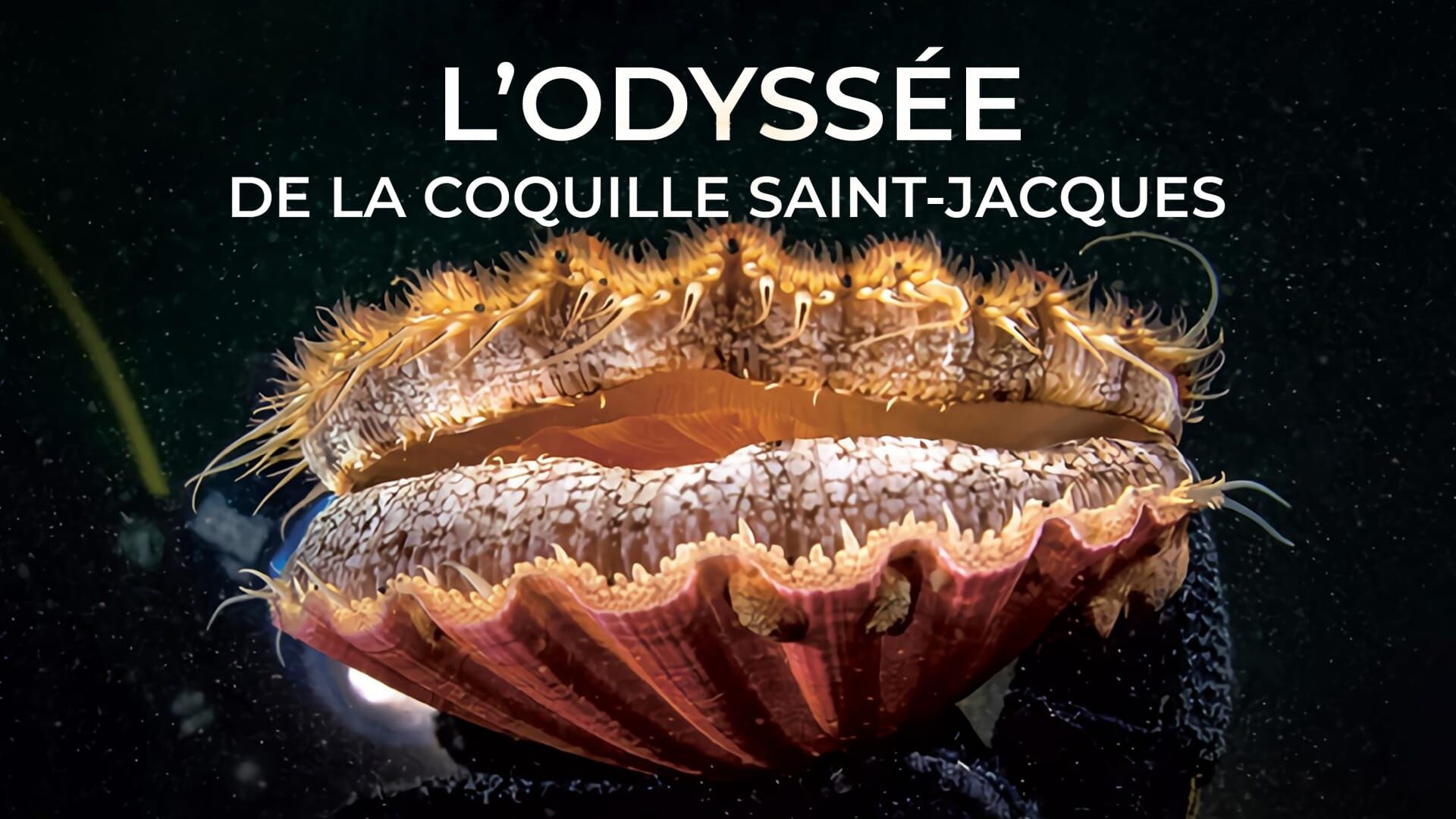 L'odyssée de la coquille Saint-Jacques