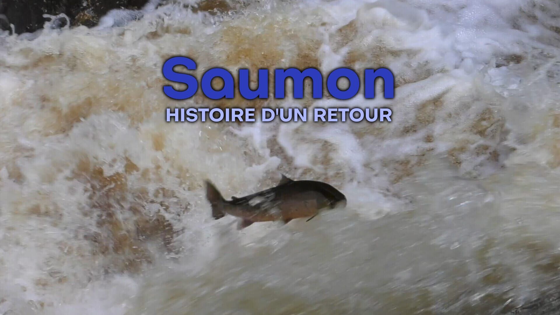 Saumon, histoire d'un retour ?