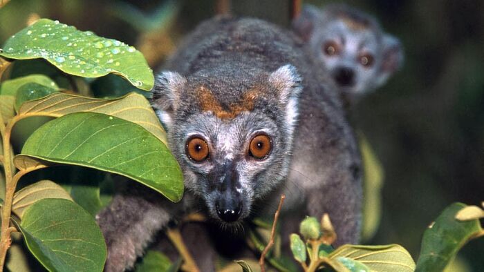 Madagascar - les sortilèges de l'île Rouge