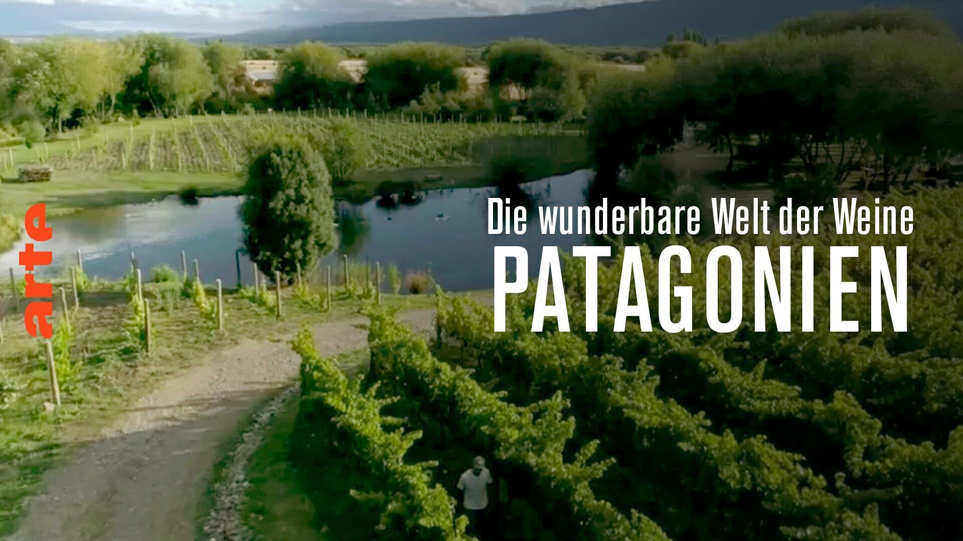 Patagonie : les vignes du bout du monde
