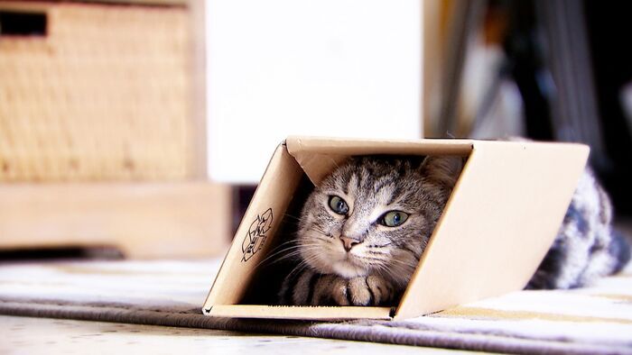 Une vie de chat avec Camille Cerf